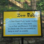 Red-faced black spider monkey zoo baby