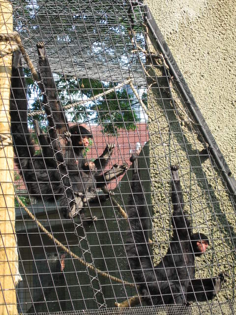 Red-faced black spider monkeys, with new baby