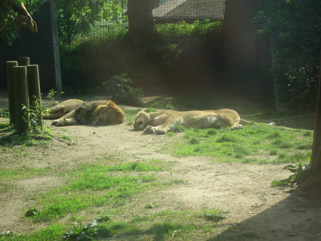 Lions
