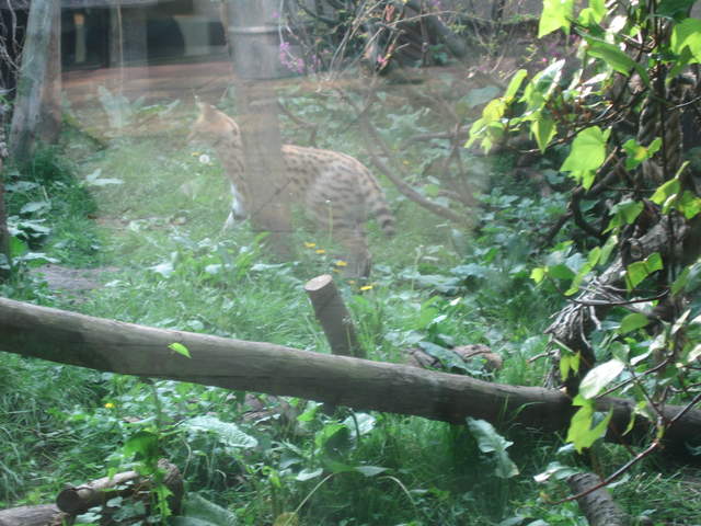 Serval