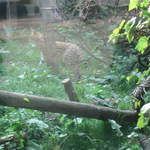 Serval