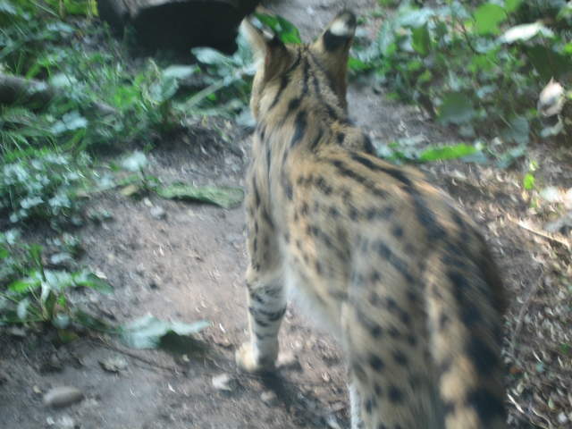 Serval