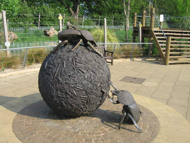 Dung beetles