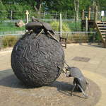 Dung beetles