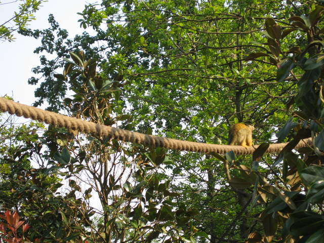 Squirrel monkey