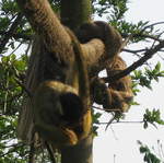 Squirrel monkey