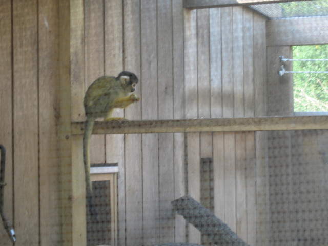 Squirrel monkey