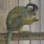 Squirrel monkey