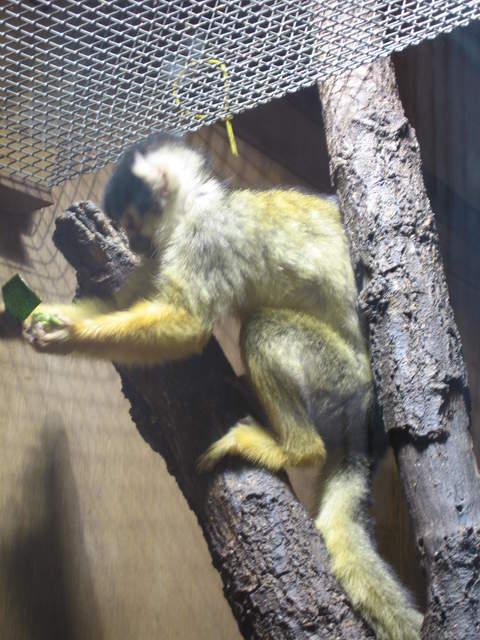 Squirrel monkey