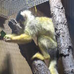 Squirrel monkey