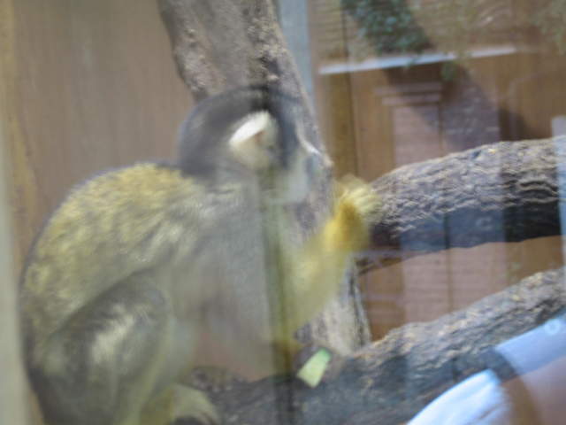 Squirrel monkeys