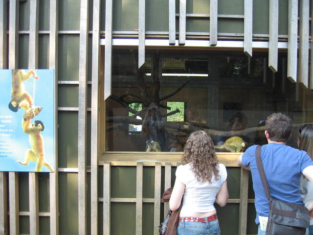 Michelle watching the squirrel monkeys