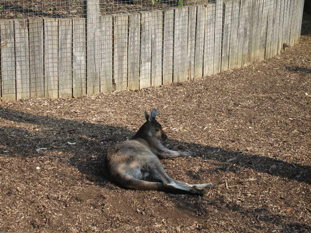 Kangaroo