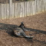 Kangaroo