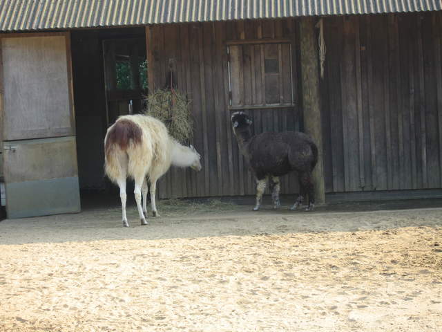 Llamas and Alpacas