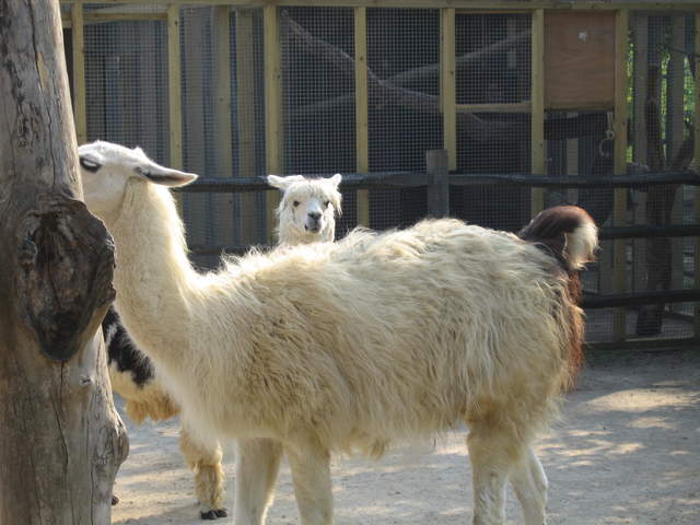 Llamas and Alpacas