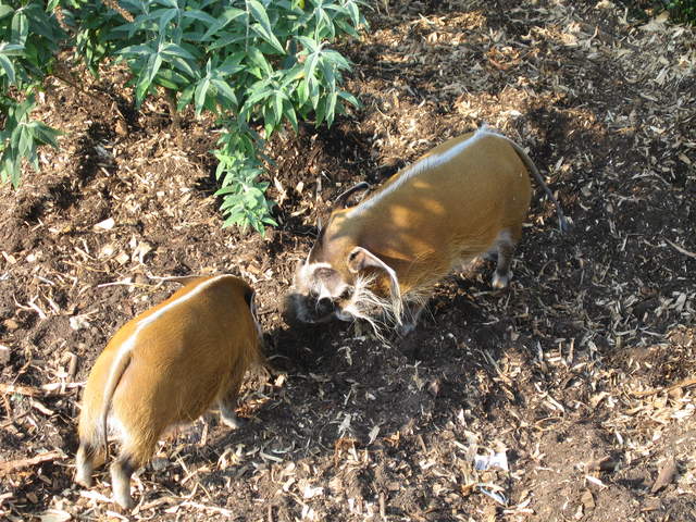 Red river hog