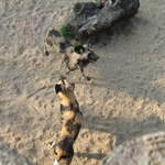 African hunting dogs