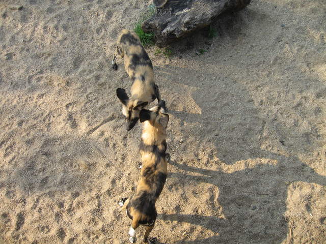 African hunting dogs