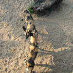 African hunting dogs