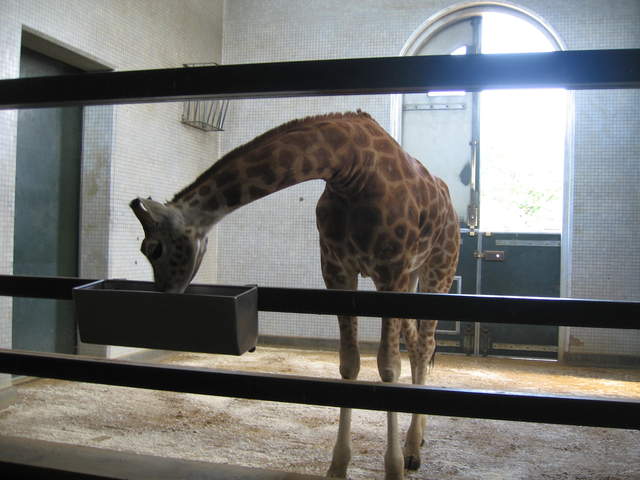 Giraffe