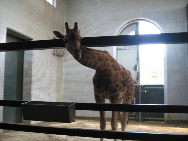 Giraffe