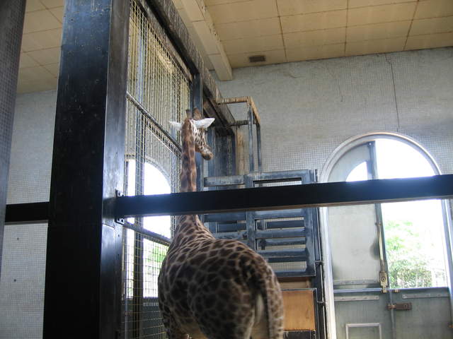 Giraffe