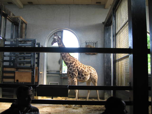 Giraffe