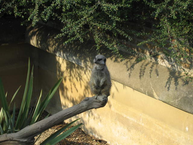 Meerkat