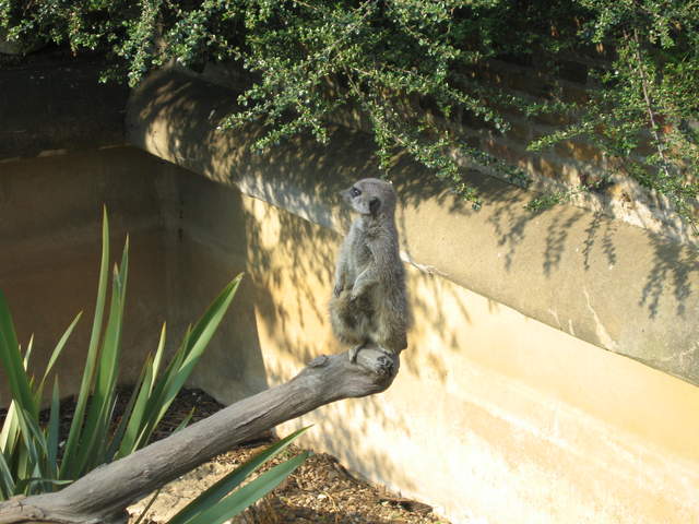 Meerkat