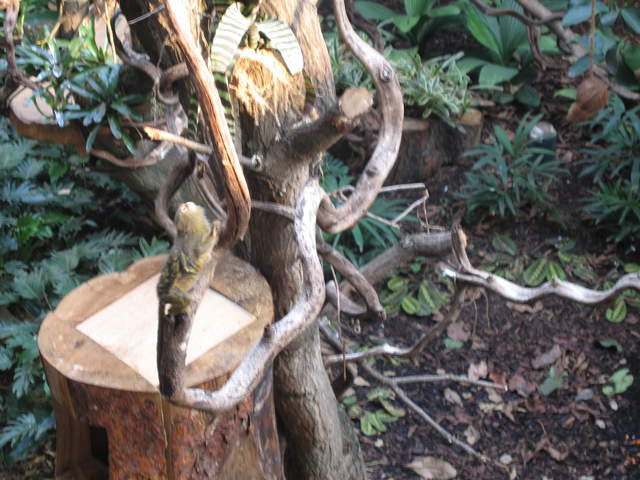 Pygmy marmoset in the Clore Rainforest Lookout 