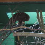 Clore Rainforest Lookout 