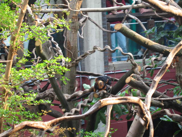 Golden-headed lion tamarin in the Clore Rainforest Lookout 