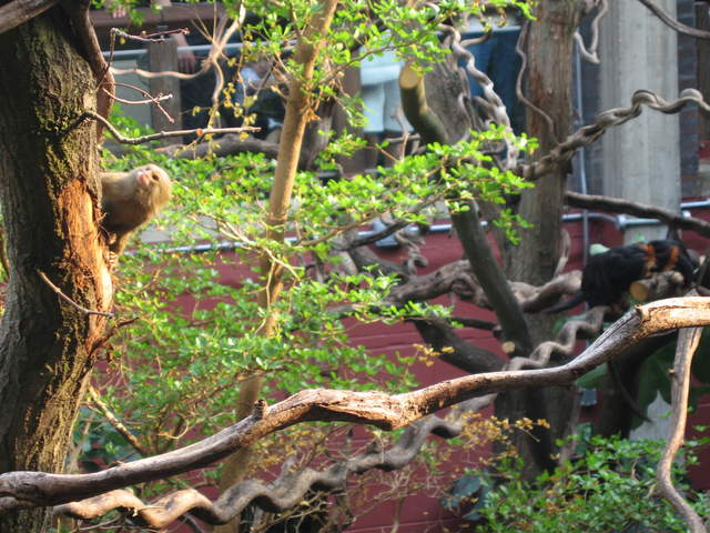Pygmy marmoset in the Clore Rainforest Lookout 