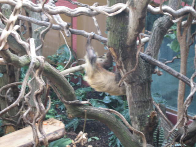 Sloth in the Clore Rainforest Lookout 