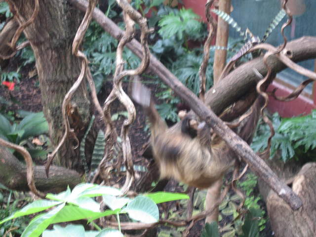 Sloth in the Clore Rainforest Lookout 