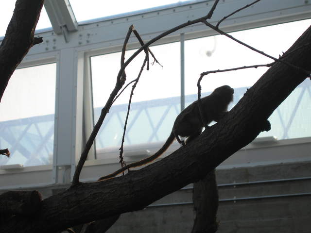 Pygmy Marmoset in the Clore Rainforest Lookout 