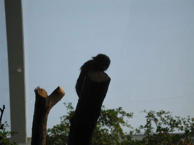 Pygmy marmoset reaching the top of the Clore Rainforest Lookout 