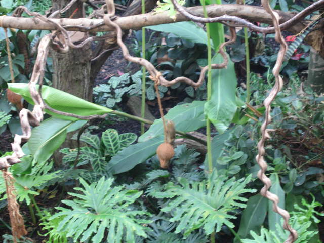 Monkey in the Clore Rainforest Lookout 