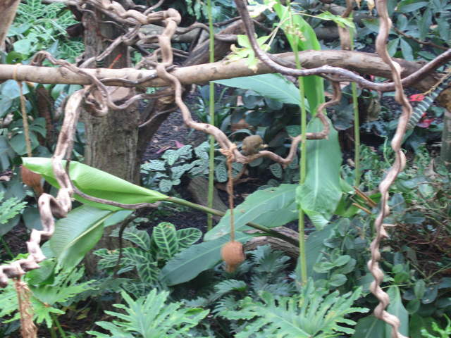 Monkey in the Clore Rainforest Lookout 
