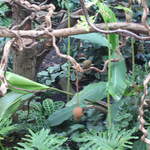 Monkey in the Clore Rainforest Lookout 