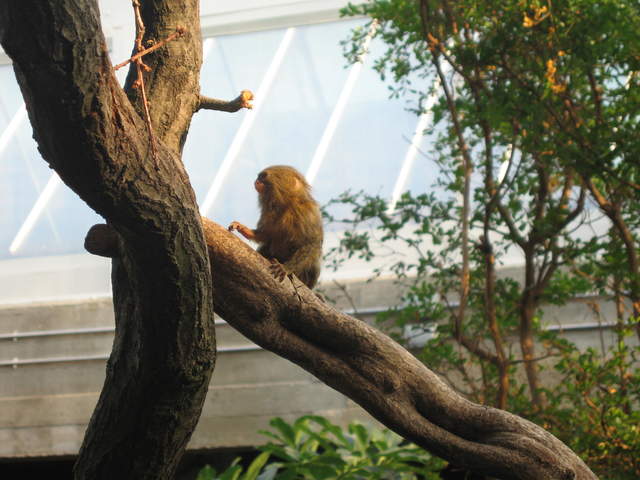 Pygmy Marmoset in the Clore Rainforest Lookout 