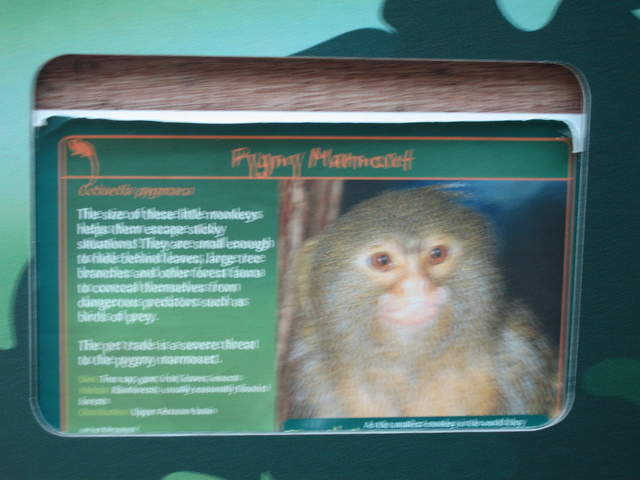 Pygmy Marmoset