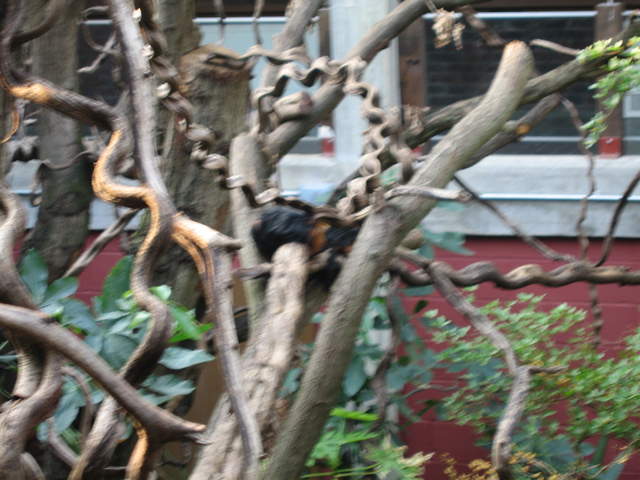 Golden-headed lion tamarin in the Clore Rainforest Lookout 