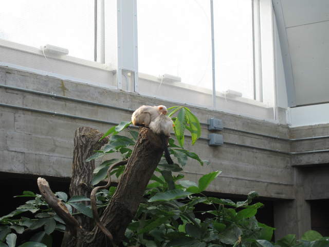 Albino monkeys in the Clore Rainforest Lookout 