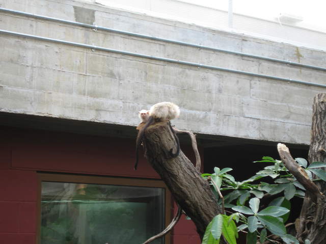 Albino monkeys in the Clore Rainforest Lookout 