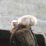 Albino monkeys in the Clore Rainforest Lookout 