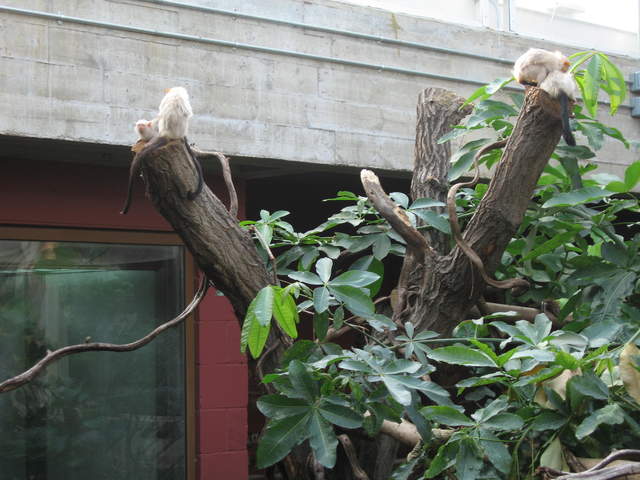 Albino monkeys in the Clore Rainforest Lookout