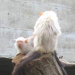 Albino monkeys in the Clore Rainforest Lookout