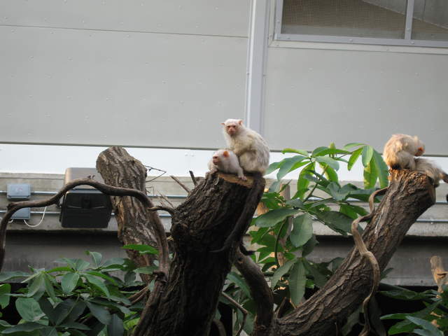 Albino monkeys in the Clore Rainforest Lookout 